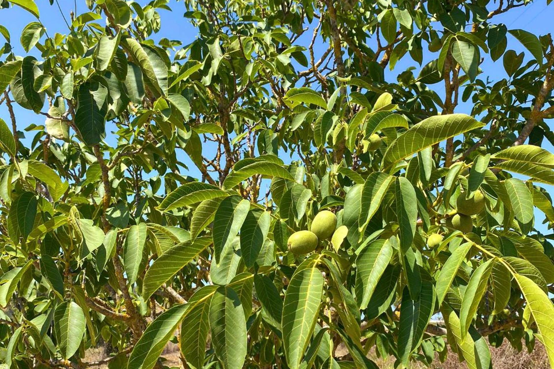 Casa das Laranjeiras