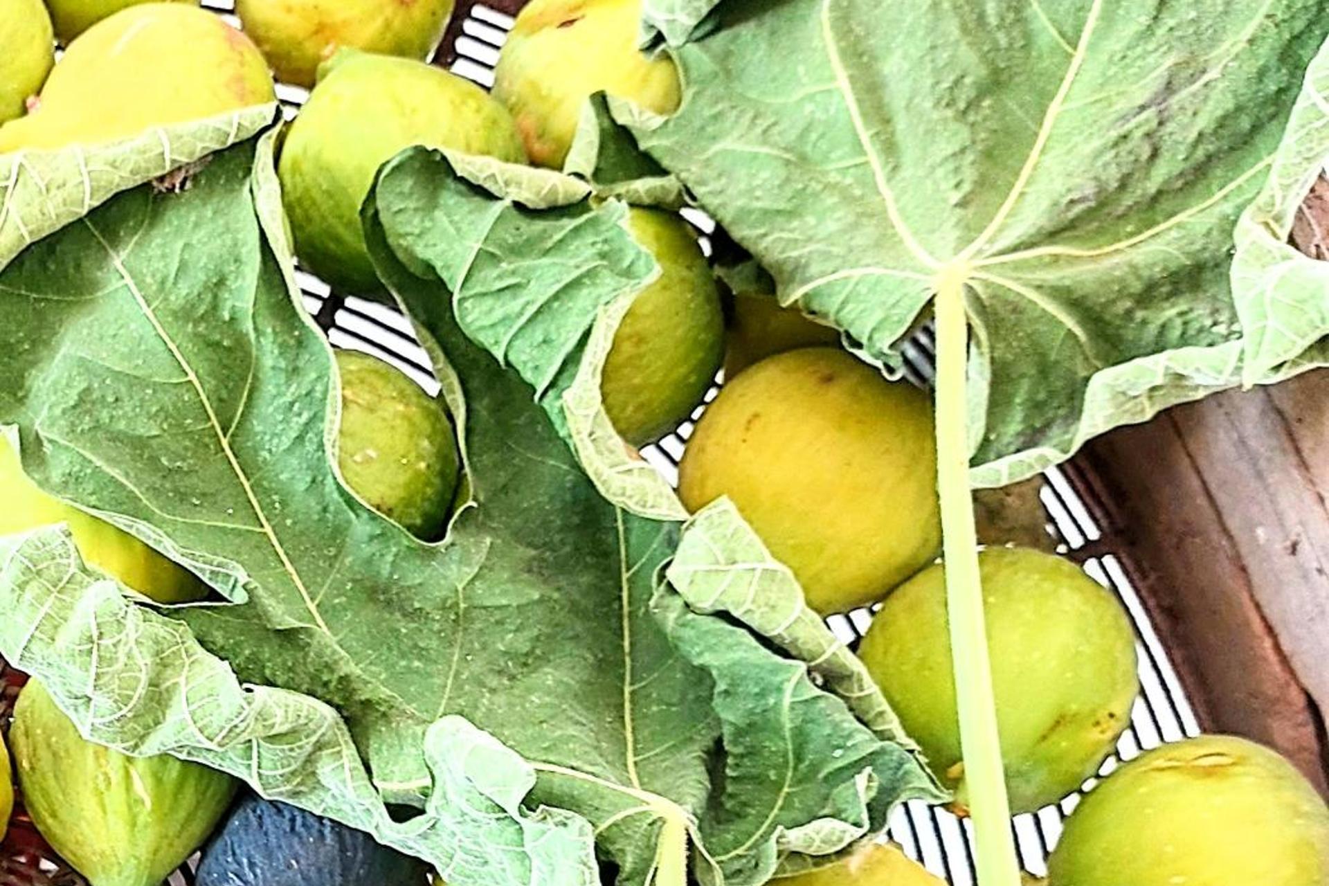 Casa das Laranjeiras