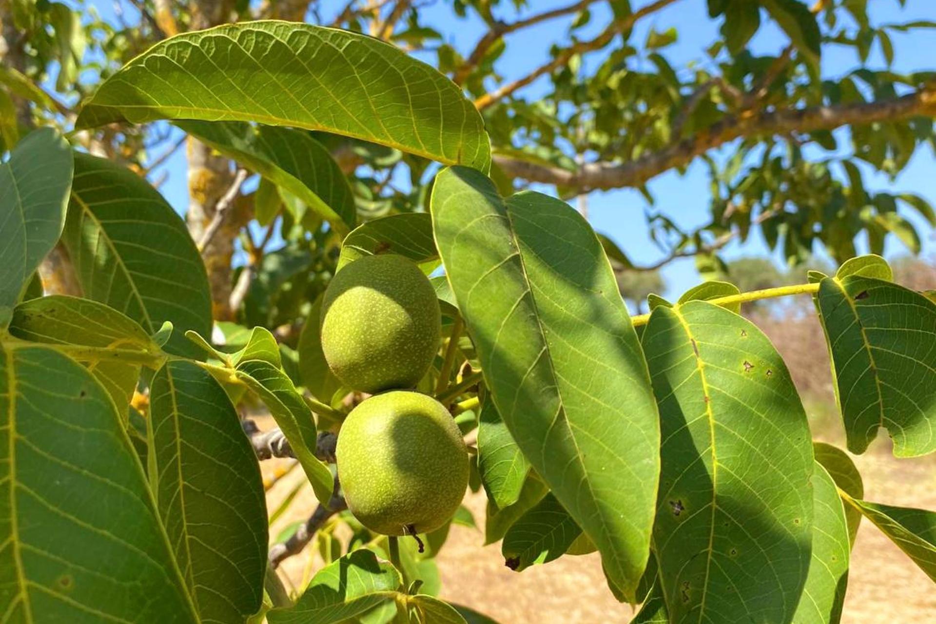 Casa das Laranjeiras