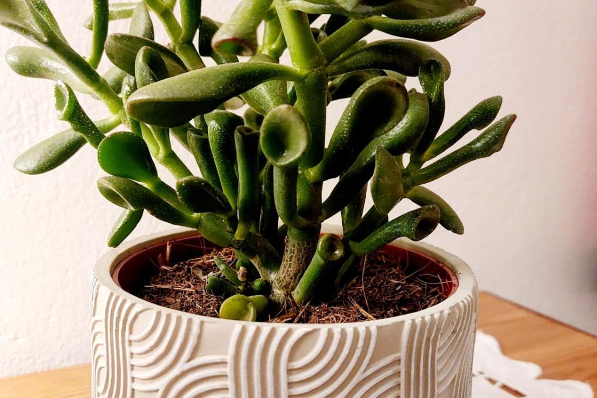 Casa das Laranjeiras